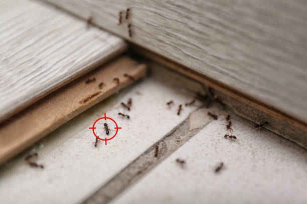 Best Affordable Pest Control Services  in Summit, MS